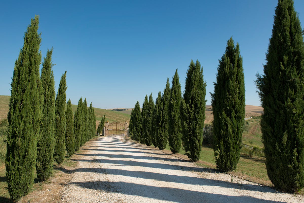 A cypress-lined avenue leading to the harbour at Punta San Vigilio on Lake Garda